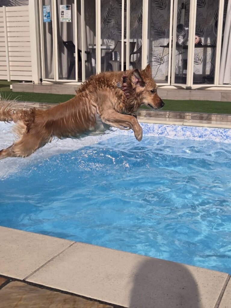 犬プール。犬がプールに飛び込む様子