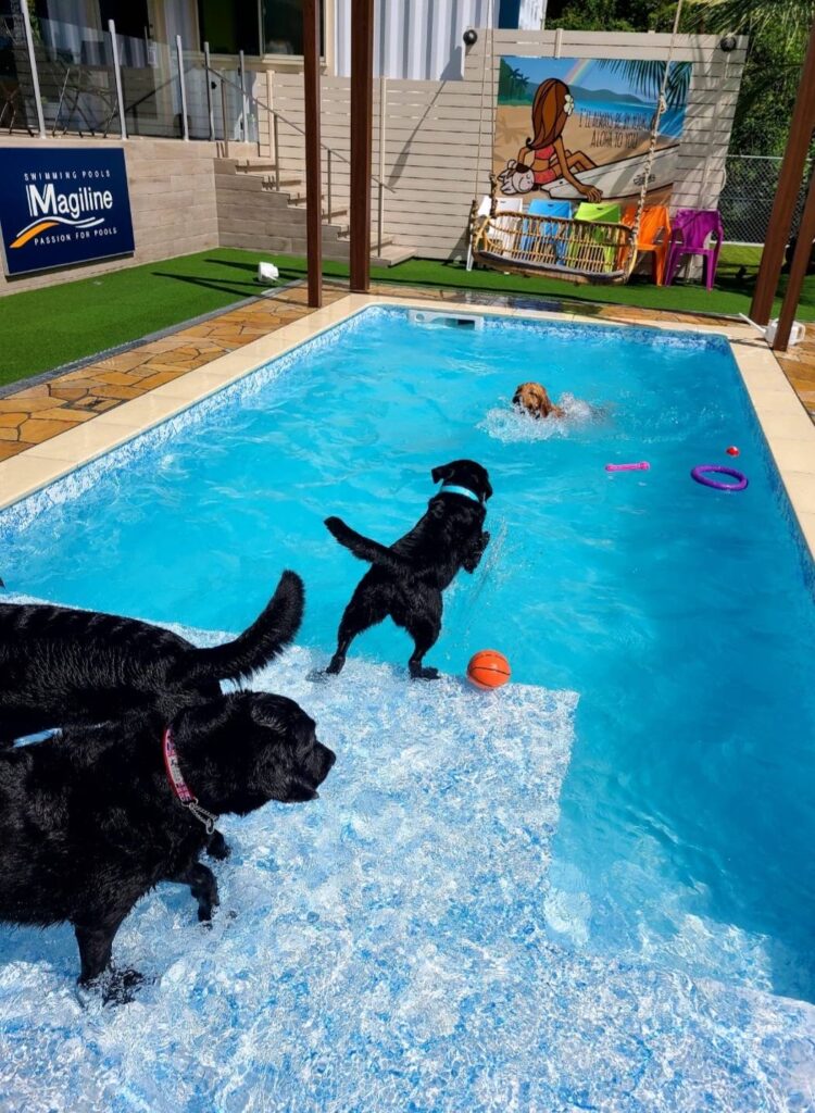 青いプールで3匹の黒い犬が遊んでいる。2匹は浅瀬に立ち、1匹はオレンジのボールを追って水中に飛び込んでいる。周囲にはカラフルなおもちゃが浮かび、楽しげな雰囲気が広がる。